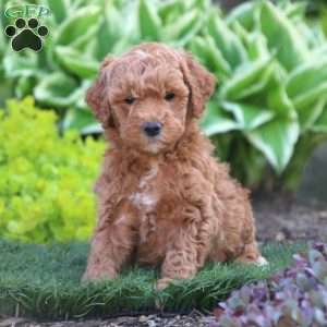 Scooby, Mini Goldendoodle Puppy